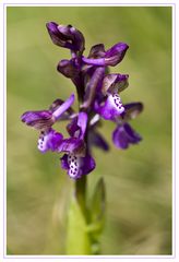 Orchis morio