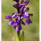 Orchis morio