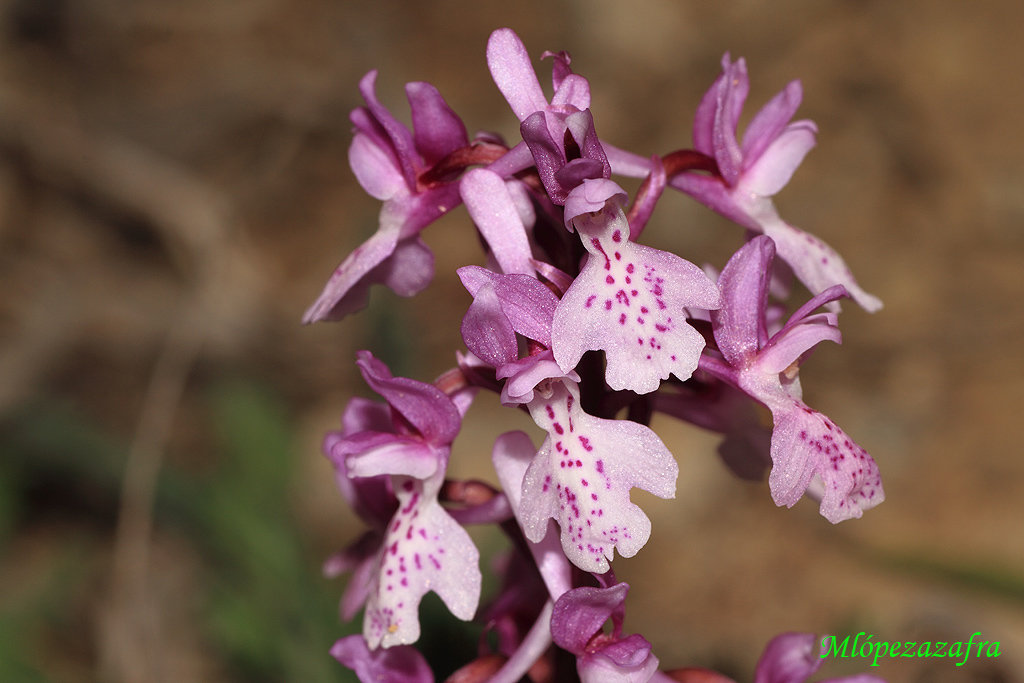 Orchis morio.