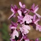 Orchis morio.