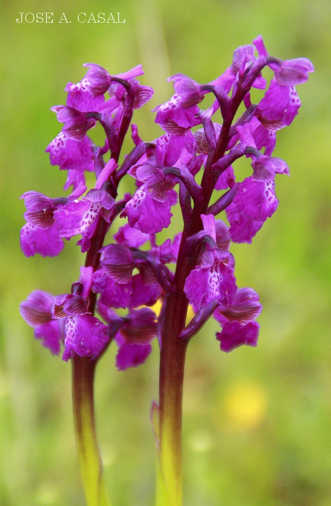 Orchis Morio