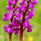 Orchis Morio