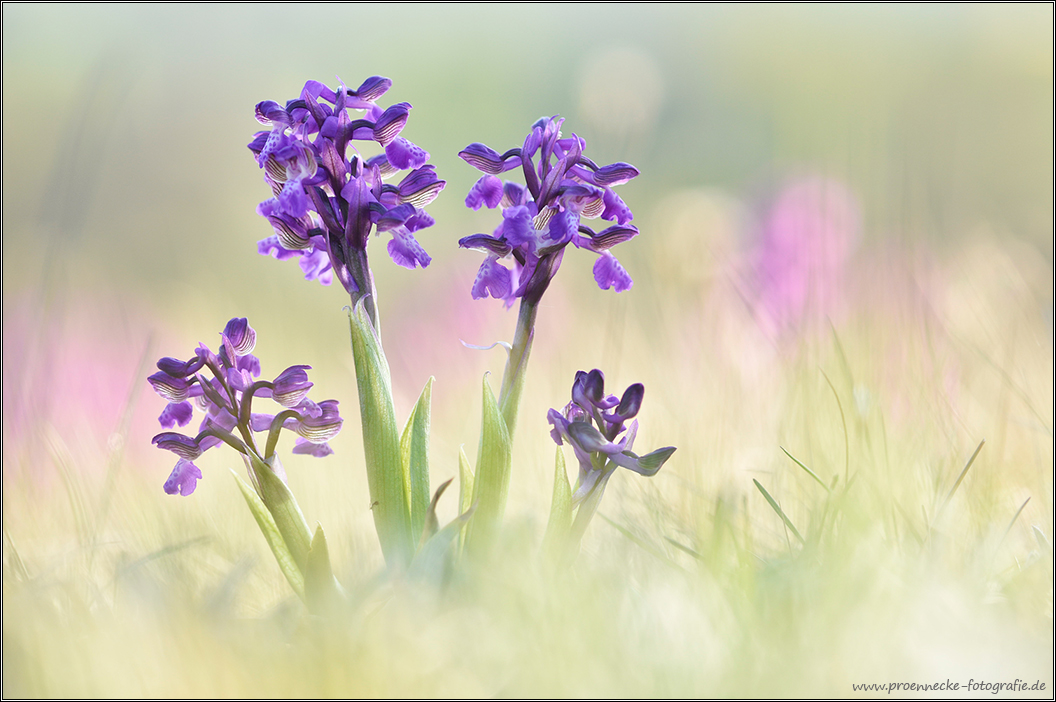 Orchis Morio