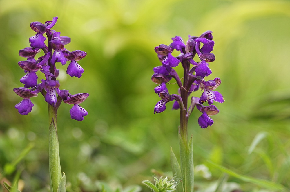 Orchis Morio