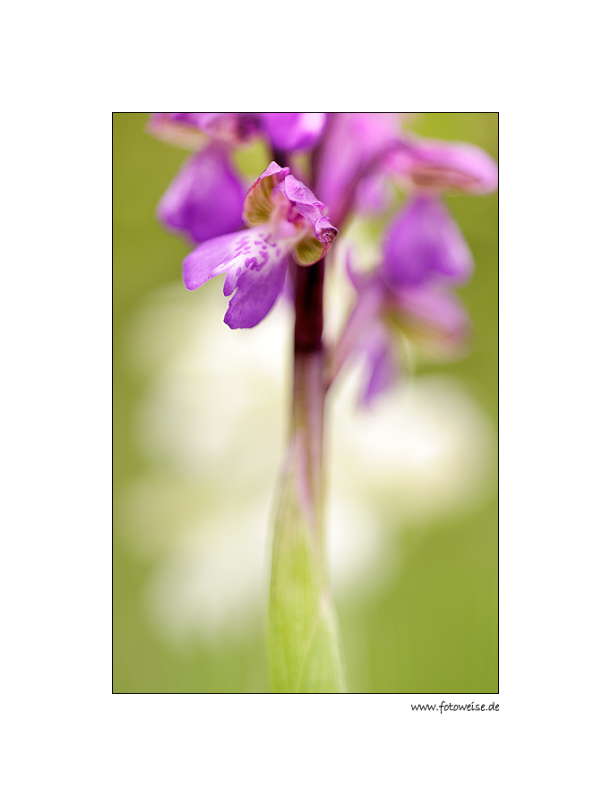 Orchis morio