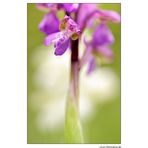 Orchis morio