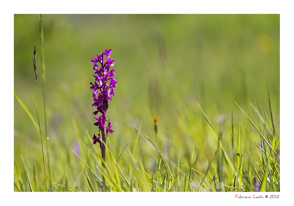 Orchis Morio