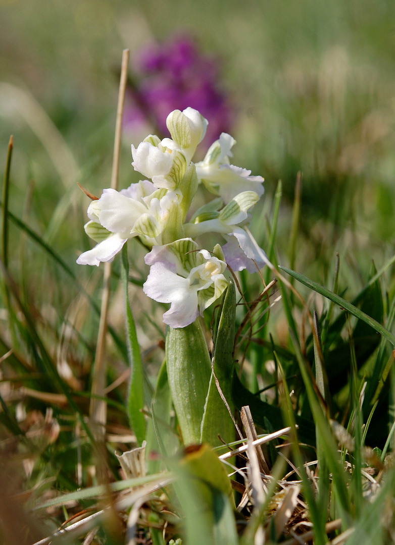 Orchis morio (Albino) Kreis Höxter-NRW 19.4.11