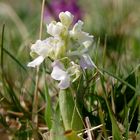 Orchis morio (Albino) Kreis Höxter-NRW 19.4.11