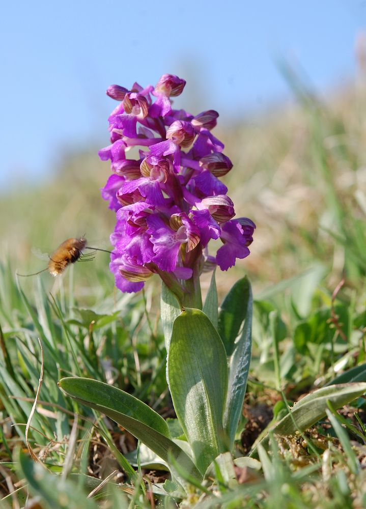 Orchis morio am 19.4.11 im Kreis Höxter mit Bestäuber