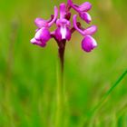 Orchis morio 