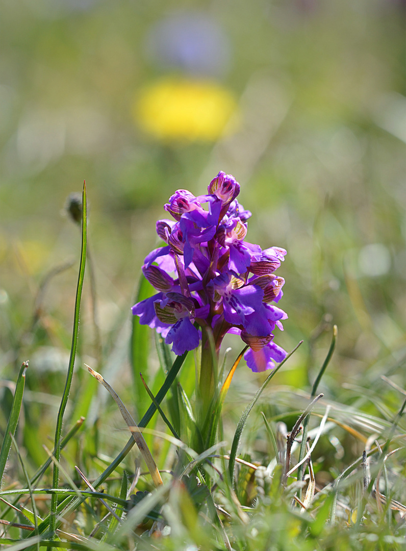 Orchis morio