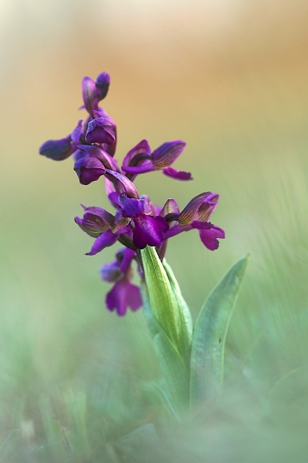 Orchis morio