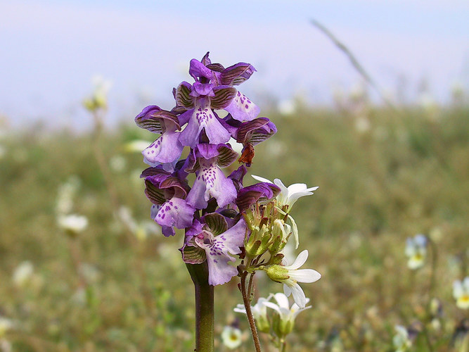 Orchis morio