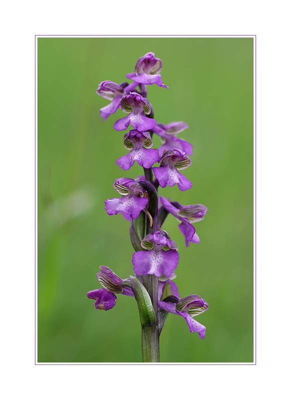 Orchis morio