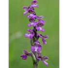 Orchis morio