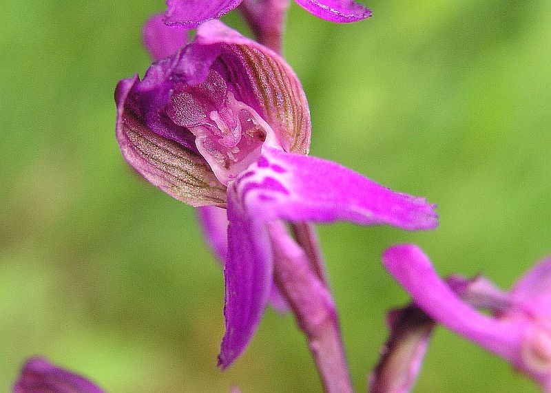 Orchis Morio (Harlekijnorchis)