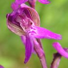 Orchis Morio (Harlekijnorchis)