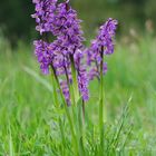 Orchis morio - Hatzfeld/Mittelhessen - 2.5.14