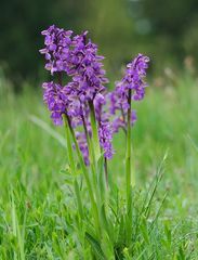 Orchis morio - Hatzfeld/Mittelhessen - 2.5.14