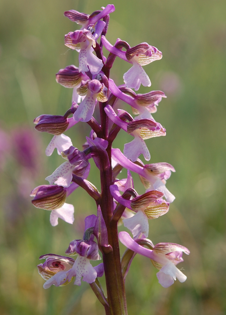 Orchis morio - Thüringen - 30.4.11