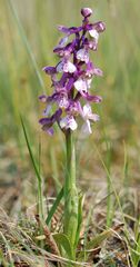 Orchis morio - Thüringen - 30.4.11