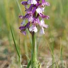 Orchis morio - Thüringen - 30.4.11