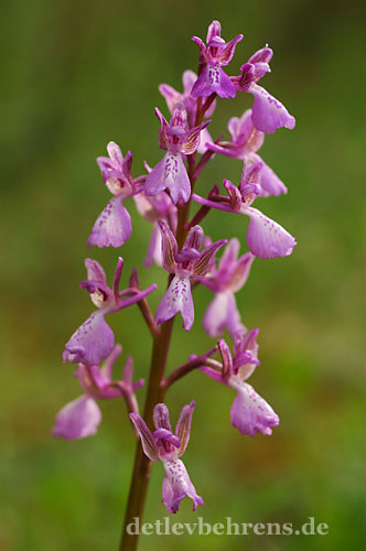 Orchis morio x laxiflora Naturhybride