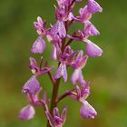 Orchis morio x laxiflora Naturhybride