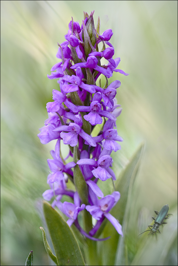 Orchis Moucheron