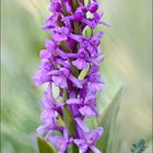 Orchis Moucheron