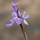 Orchis olbiensis