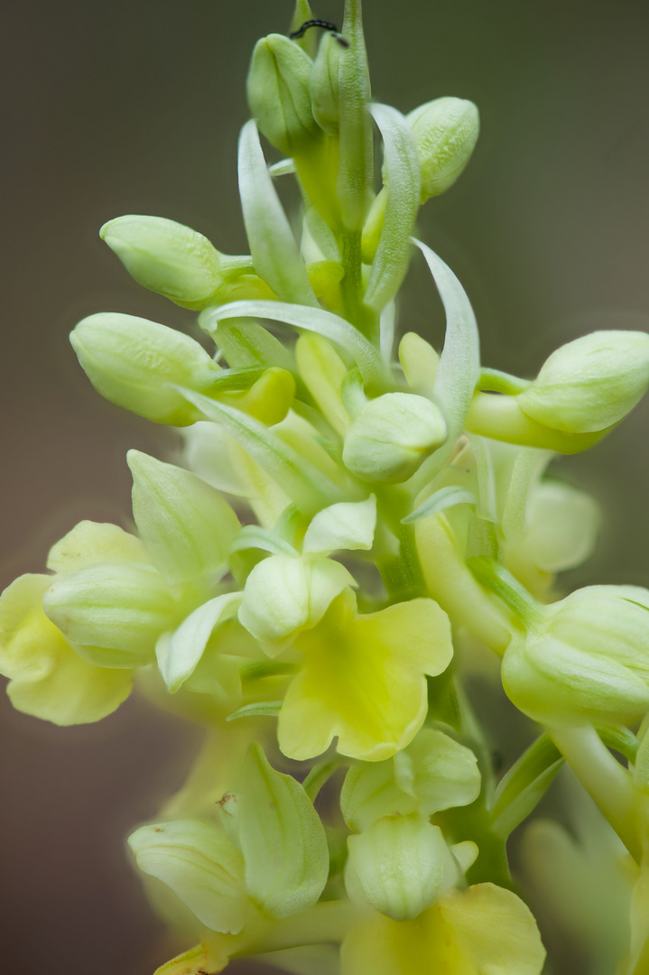 Orchis pallens