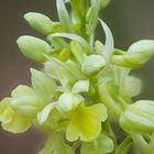 Orchis pallens