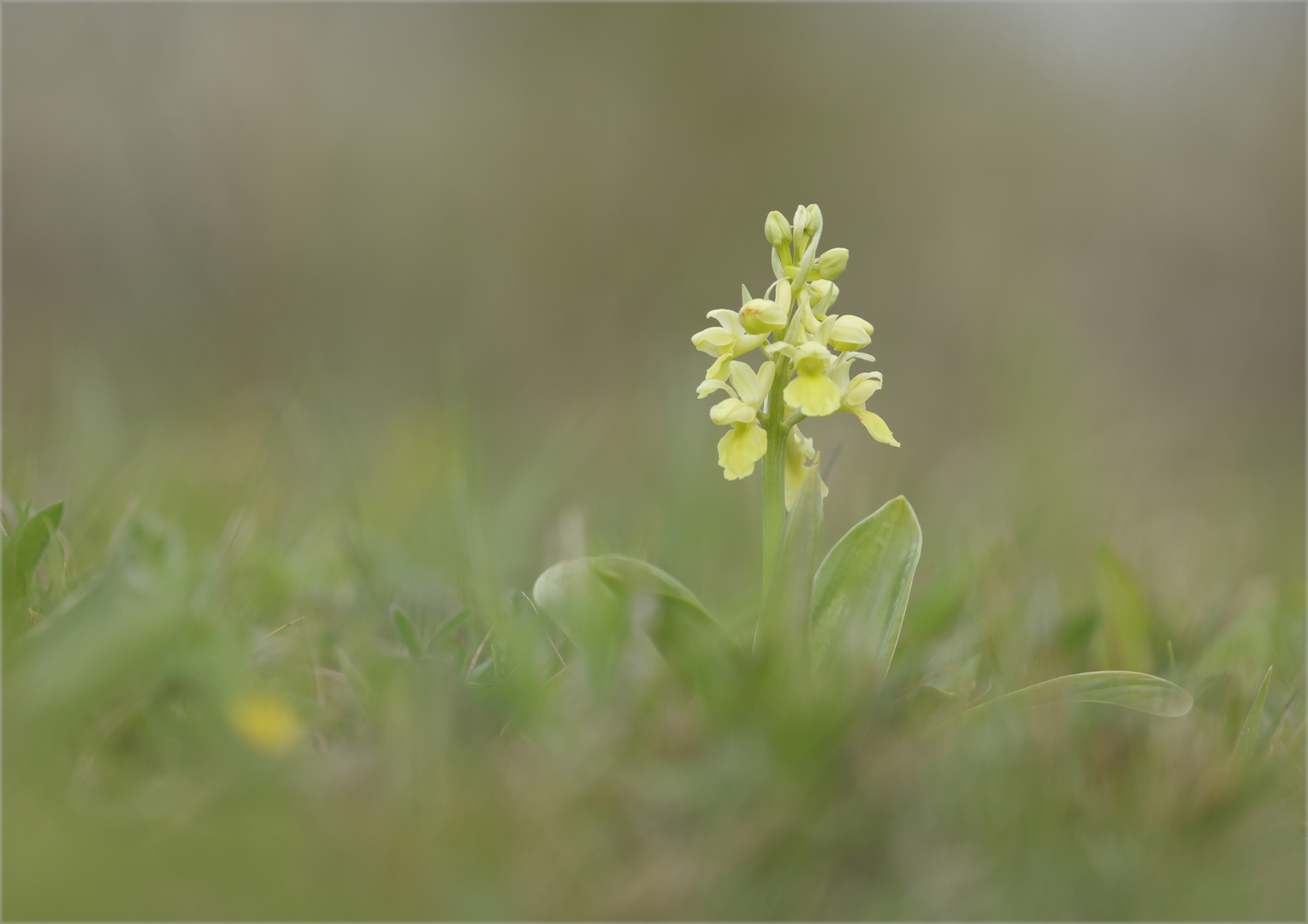 Orchis pallens *