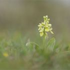 Orchis pallens *