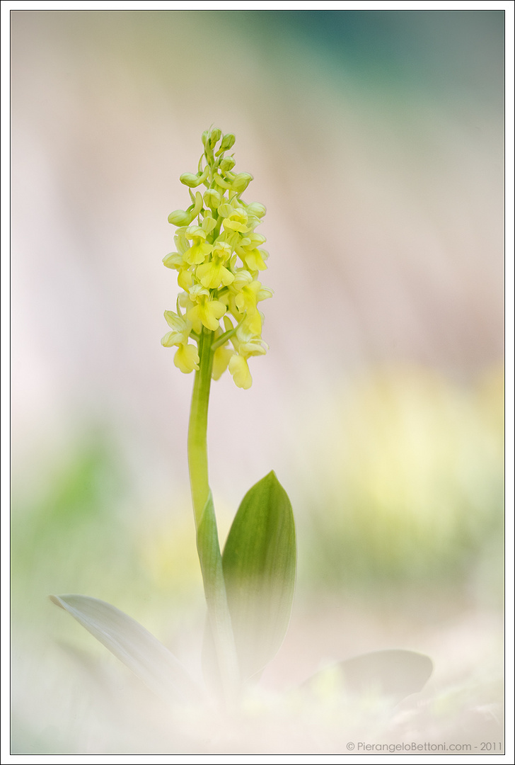 Orchis pallens