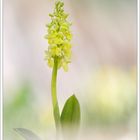 Orchis pallens