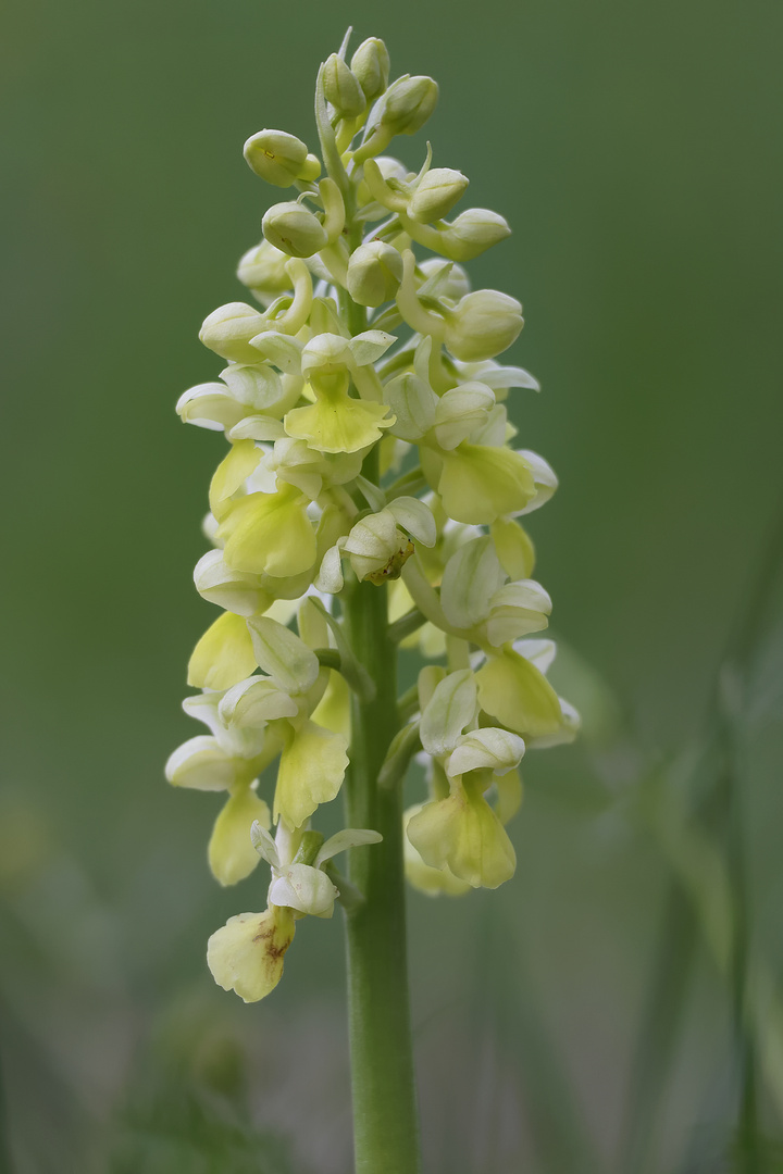 Orchis Pallens