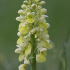 Orchis Pallens