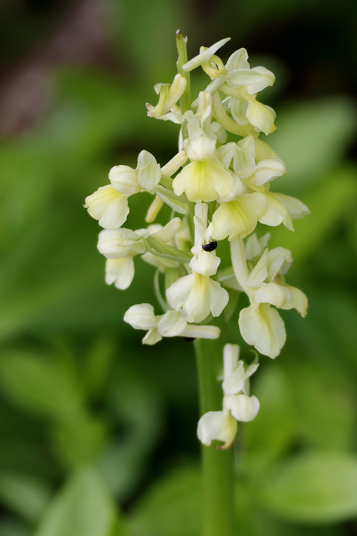 ...Orchis Pallens...