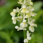 ...Orchis Pallens...