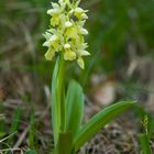 Orchis pallens