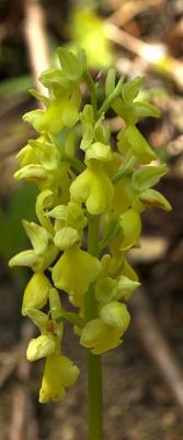 Orchis pallens