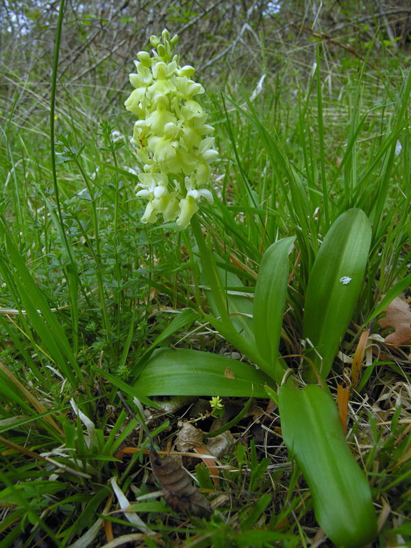 Orchis pallens