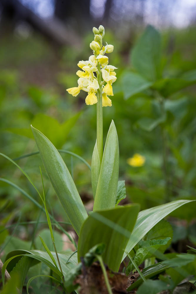 Orchis pallens - Blasses Knabenkraut