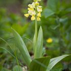 Orchis pallens - Blasses Knabenkraut