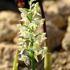 Orchis pallens - Blasses oder Bleiches Knabenkraut  ?