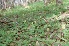 Orchis pallens-Bleiches Knabenkraut/ Biotopaufnahme- Ilm Kreis