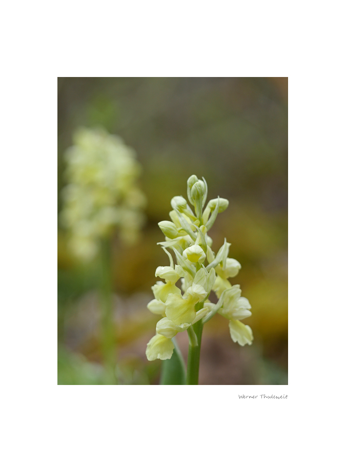 Orchis pallens, Bleiches Knabenkraut